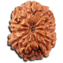 Load image into Gallery viewer, 11 Mukhi Indonesian Rudraksha - Bead No. 266
