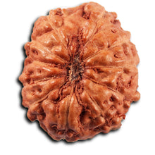 Load image into Gallery viewer, 11 Mukhi Indonesian Rudraksha - Bead No. 267
