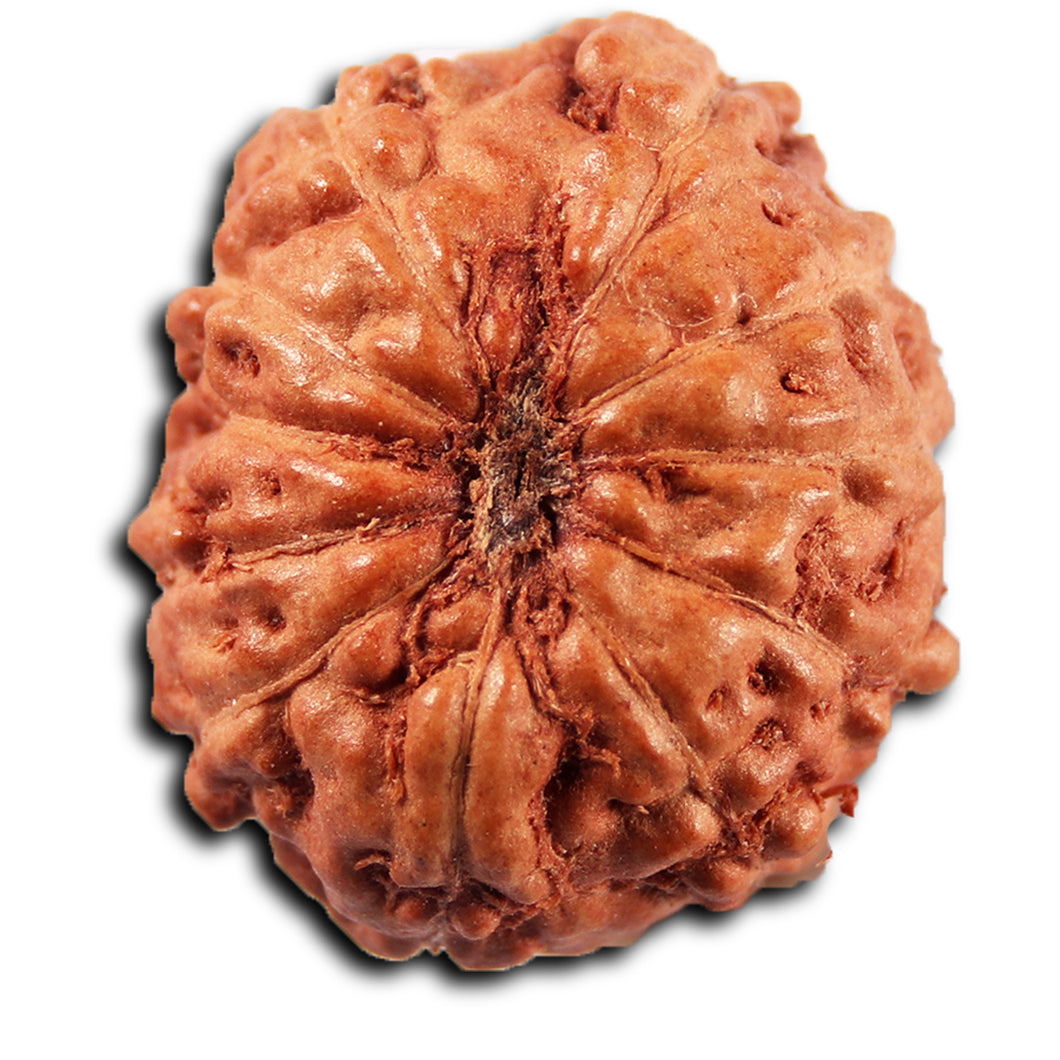 11 Mukhi Indonesian Rudraksha - Bead No. 267