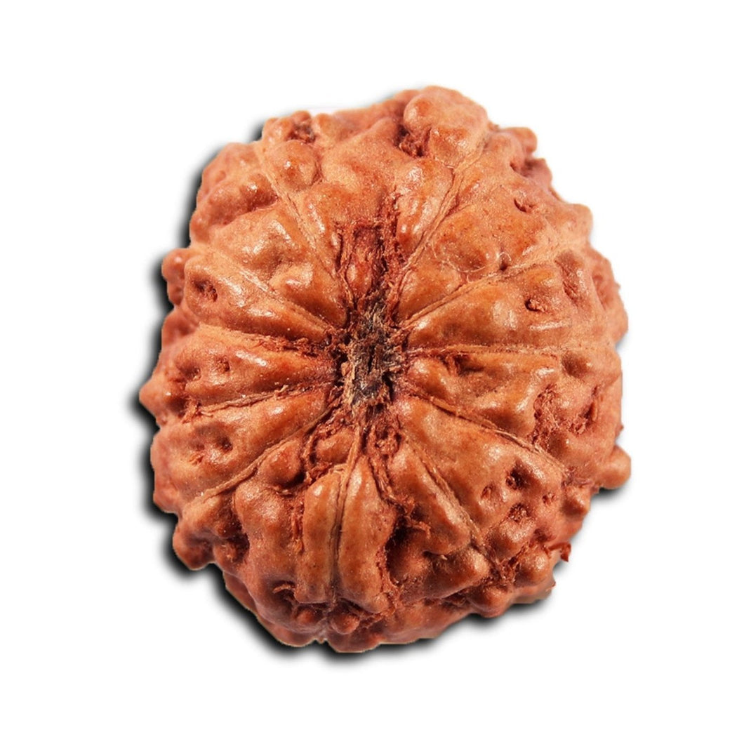 11 Mukhi Indonesian Rudraksha - Bead No. 267