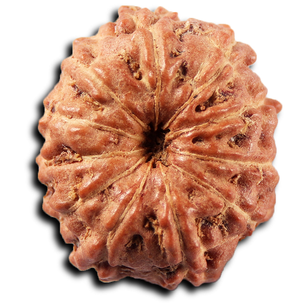 11 Mukhi Indonesian Rudraksha - Bead No. 268