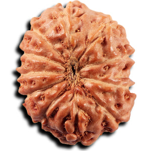 11 Mukhi Indonesian Rudraksha - Bead No. 269