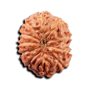 11 Mukhi Indonesian Rudraksha - Bead No. 269