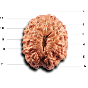 11 Mukhi Indonesian Rudraksha - Bead No.271