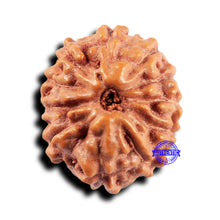 Load image into Gallery viewer, 11 Mukhi Indonesian Rudraksha - Bead No.227
