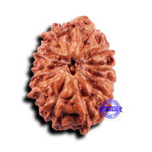 Load image into Gallery viewer, 11 Mukhi Indonesian Rudraksha - Bead No.228
