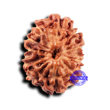 Load image into Gallery viewer, 11 Mukhi Indonesian Rudraksha - Bead No.229
