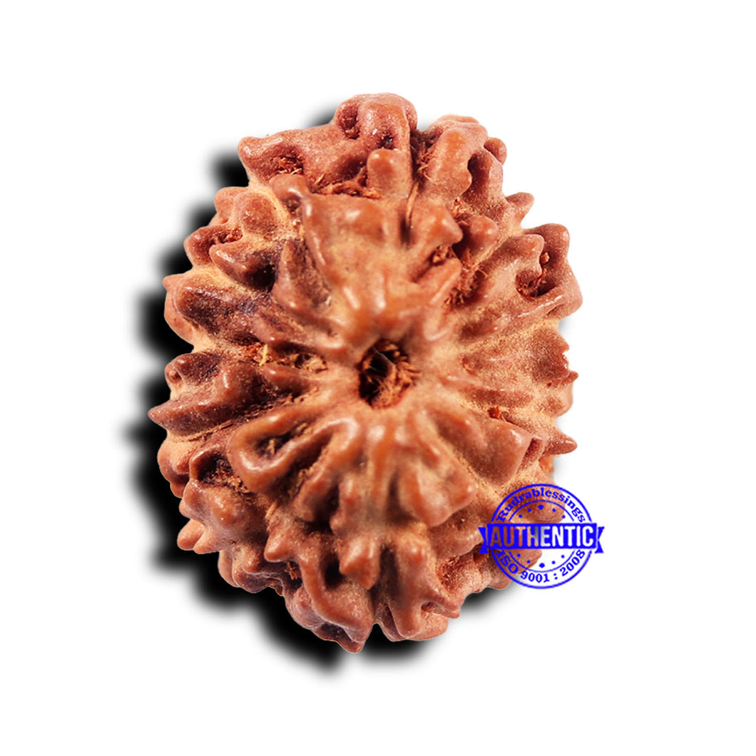 11 Mukhi Indonesian Rudraksha - Bead No.229