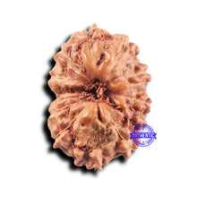 Load image into Gallery viewer, 11 Mukhi Indonesian Rudraksha - Bead No.231
