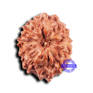 11 Mukhi Indonesian Rudraksha - Bead No.232