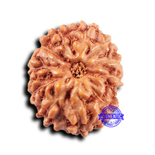 Load image into Gallery viewer, 11 Mukhi Indonesian Rudraksha - Bead No.233
