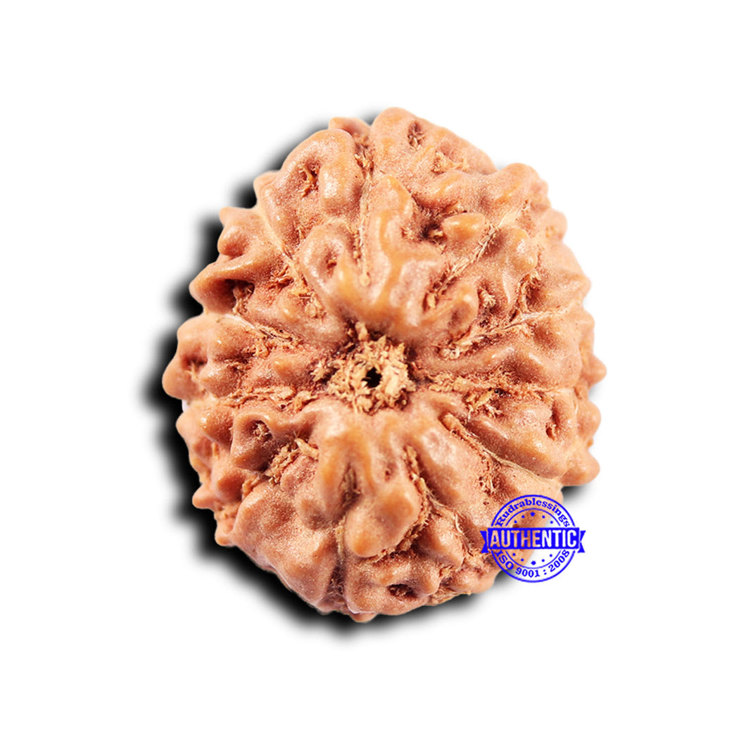 11 Mukhi Indonesian Rudraksha - Bead No.234