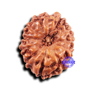 11 Mukhi Indonesian Rudraksha - Bead No.236