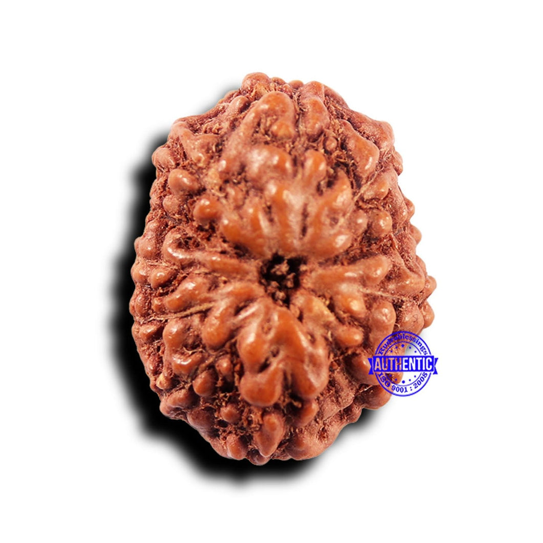 11 Mukhi Indonesian Rudraksha - Bead No.237