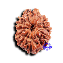 Load image into Gallery viewer, 11 Mukhi Indonesian Rudraksha - Bead No.238
