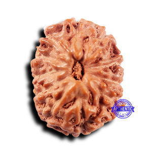 11 Mukhi Indonesian Rudraksha - Bead No.241