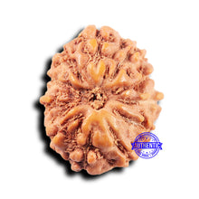 Load image into Gallery viewer, 11 Mukhi Indonesian Rudraksha - Bead No.242
