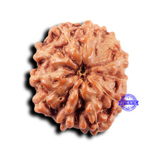 Load image into Gallery viewer, 11 Mukhi Indonesian Rudraksha - Bead No.243
