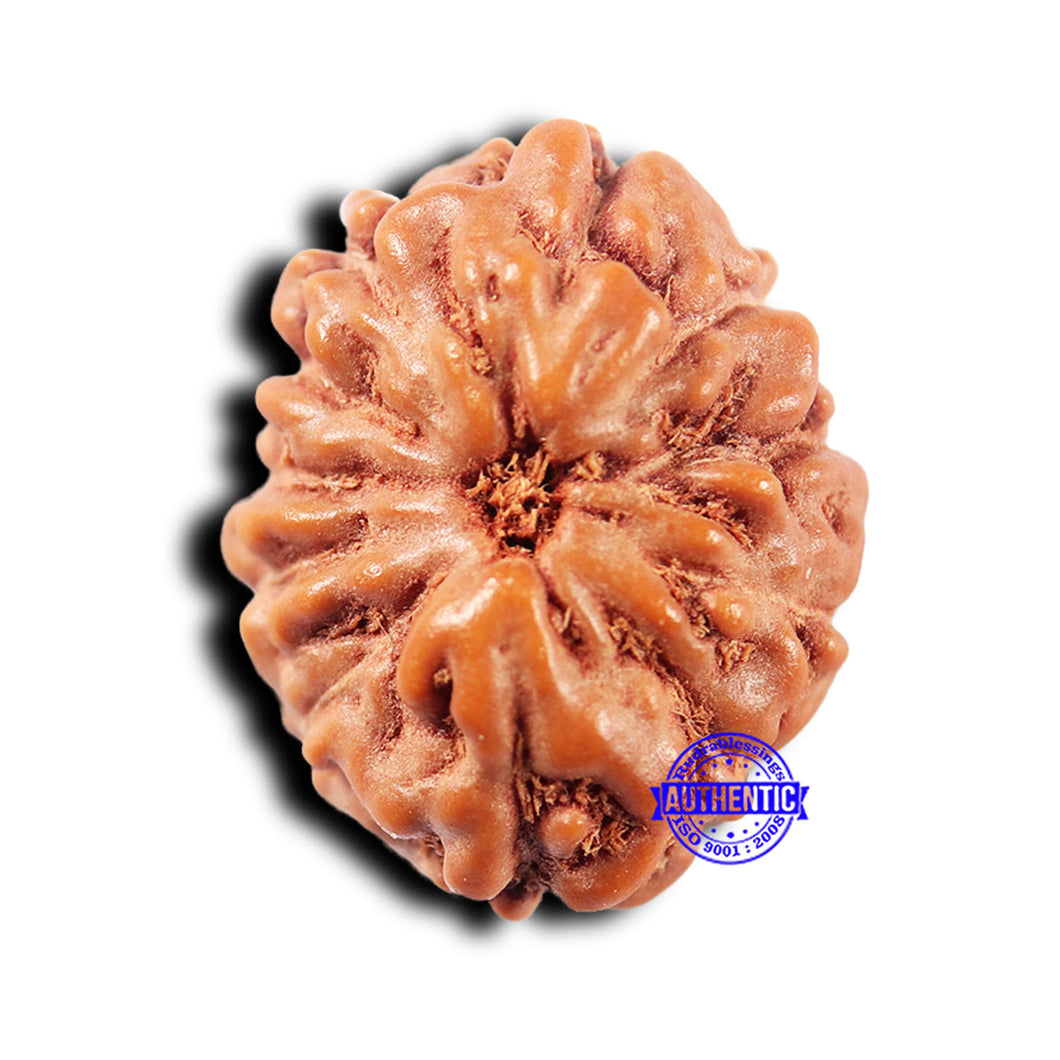 11 Mukhi Indonesian Rudraksha - Bead No.244