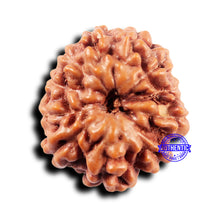 Load image into Gallery viewer, 11 Mukhi Indonesian Rudraksha - Bead No.245
