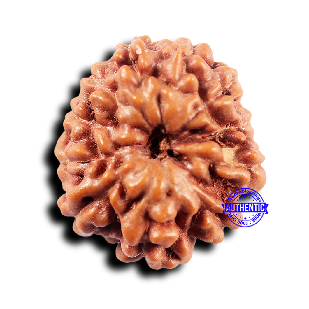 11 Mukhi Indonesian Rudraksha - Bead No.245