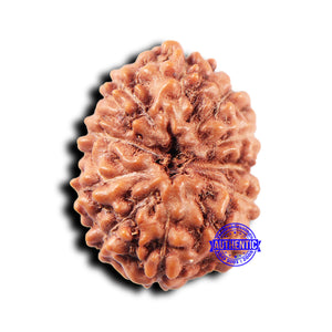 11 Mukhi Indonesian Rudraksha - Bead No. 246