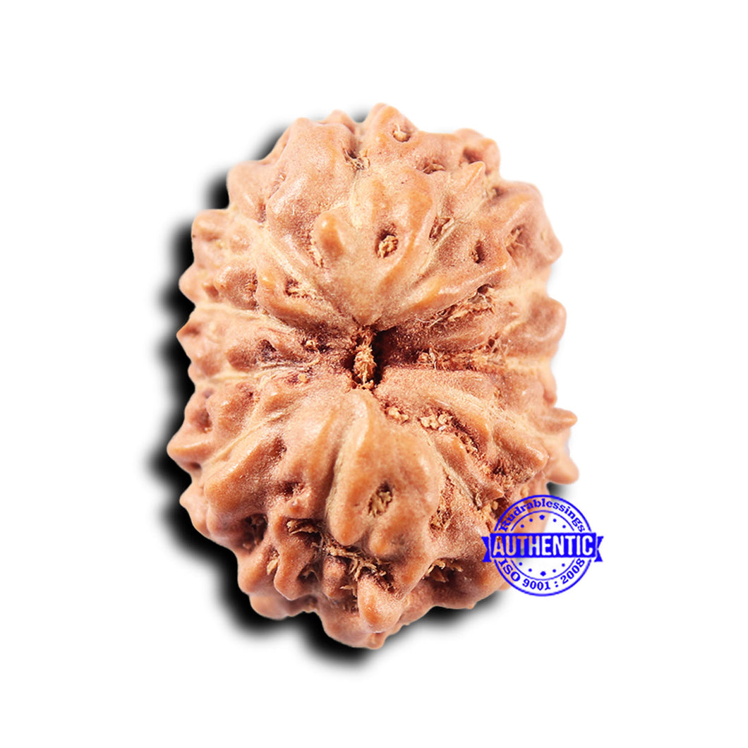 11 Mukhi Indonesian Rudraksha - Bead No. 247