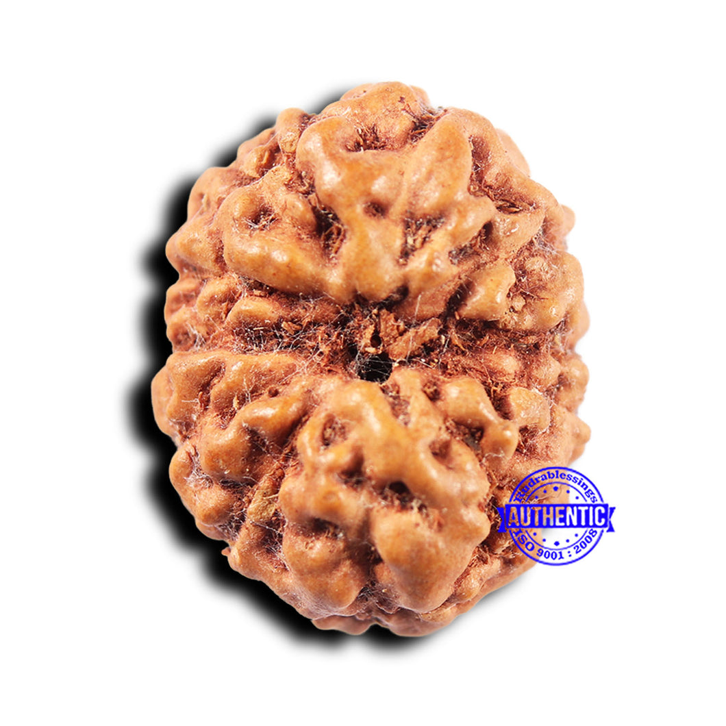 11 Mukhi Indonesian Rudraksha - Bead No. 248