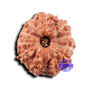 11 Mukhi Indonesian Rudraksha - Bead No. 249