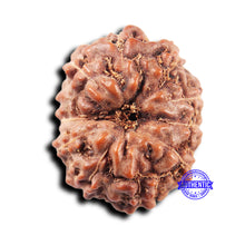 Load image into Gallery viewer, 11 Mukhi Indonesian Rudraksha - Bead No. 250
