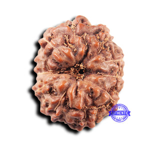 11 Mukhi Indonesian Rudraksha - Bead No. 250