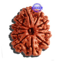 Load image into Gallery viewer, 11 Mukhi Nepalese Rudraksha - Bead No. 309
