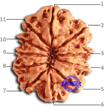 Load image into Gallery viewer, 11 Mukhi Nepalese Rudraksha - Bead No. 366
