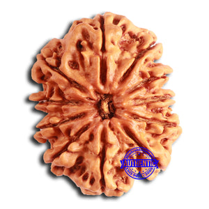 11 Mukhi Nepalese Rudraksha - Bead No. 366