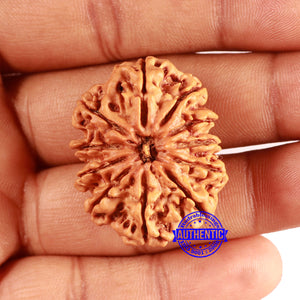 11 Mukhi Nepalese Rudraksha - Bead No. 366