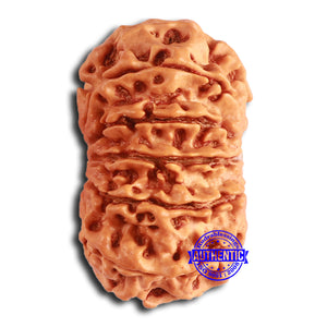 11 Mukhi Nepalese Rudraksha - Bead No. 366