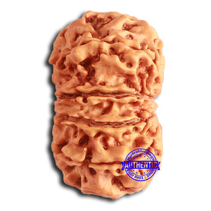 11 Mukhi Nepalese Rudraksha - Bead No. 366