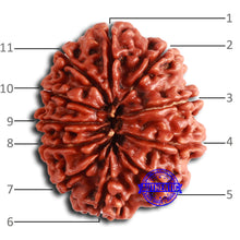 Load image into Gallery viewer, 11 Mukhi Nepalese Rudraksha - Bead No. 367
