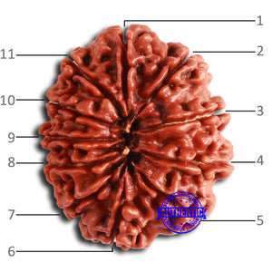 11 Mukhi Nepalese Rudraksha - Bead No. 367