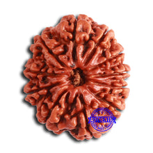 Load image into Gallery viewer, 11 Mukhi Nepalese Rudraksha - Bead No. 367
