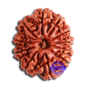 11 Mukhi Nepalese Rudraksha - Bead No. 367