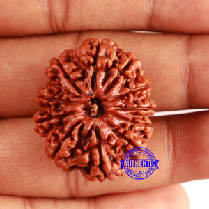 11 Mukhi Nepalese Rudraksha - Bead No. 367