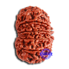 Load image into Gallery viewer, 11 Mukhi Nepalese Rudraksha - Bead No. 367
