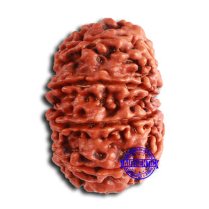 11 Mukhi Nepalese Rudraksha - Bead No. 367