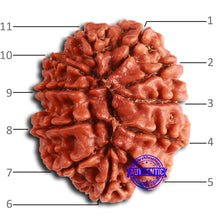 Load image into Gallery viewer, 11 Mukhi Nepalese Rudraksha - Bead No. 368
