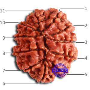 11 Mukhi Nepalese Rudraksha - Bead No. 368