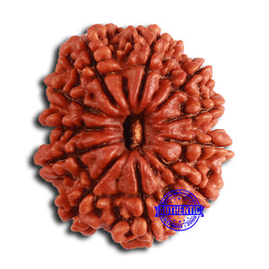 11 Mukhi Nepalese Rudraksha - Bead No. 368