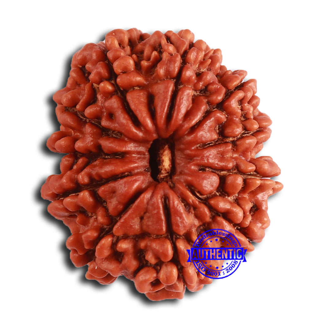 11 Mukhi Nepalese Rudraksha - Bead No. 368