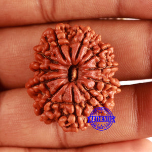 11 Mukhi Nepalese Rudraksha - Bead No. 368