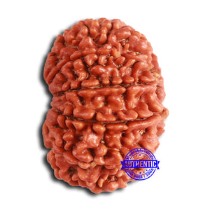 11 Mukhi Nepalese Rudraksha - Bead No. 368